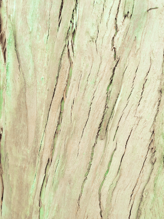 eucalyptus bark as background, wood texture, wood backgroundの写真素材