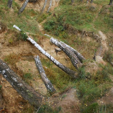 birch grove, trees fallen down by a storm, a ravine in a forestの写真素材