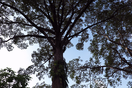 Magnificent crown of a tree against the background of a clear sky.の写真素材