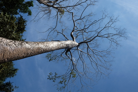 A huge tropical white tree against a clear sky. Tetrameles tree, which grows in a tropical climate.