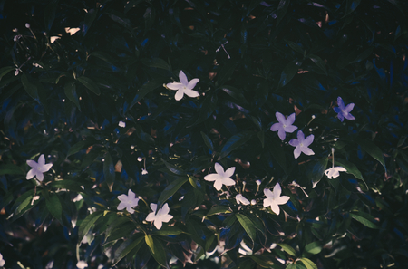 Small, star-like white flowers. Flowering bush. Floral background.