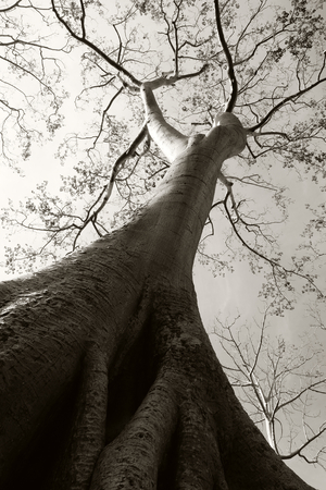The trunk of a huge white tree on the background of a clear sky. Tropical tree Tetrameles.の写真素材