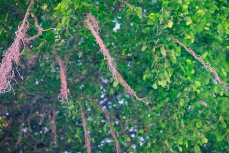 Unusual tropical tree, which bloom is like a thread. Dense vegetation.の写真素材