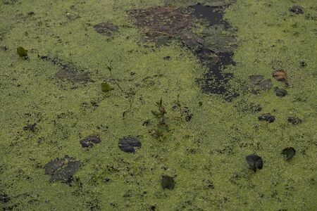 A picture of a swamp, Tina, duckweed. A tiny aquatic flowering plant that floats in large quantities on still water, often forming an apparent continuous green layer on the surface. Background.の写真素材