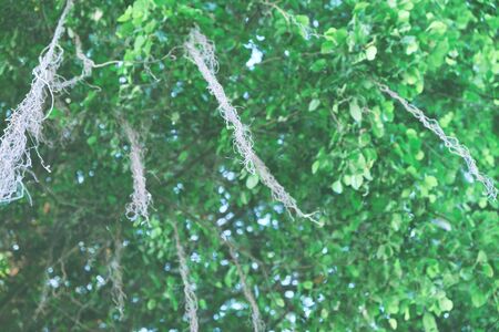 Unusual tropical tree, which bloom is like a thread. Dense vegetation.