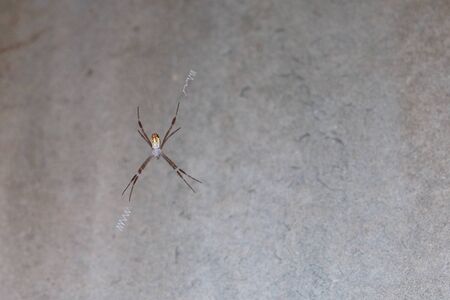 Spider sits in the center of the web.