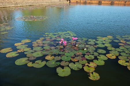 The water surface is covered with leaves and lotus flowers. Lotus flower in a pond.の写真素材