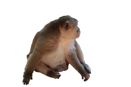 Cute fluffy sitting monkey. White background. Isolatedの写真素材