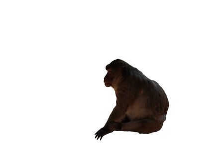 Cute fluffy sitting monkey. White background. Isolatedの写真素材