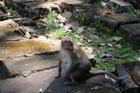 A cute furry monkey sits on a stone block. Pregnant monkey. The nipples of the monkey. Animals of Southeast Asia.の写真素材