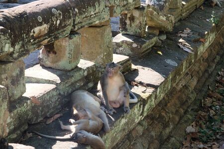 The father takes care of the children while the mother is resting. A family of monkeys near the ancient ruins. Fauna of southeastern Asia.の写真素材