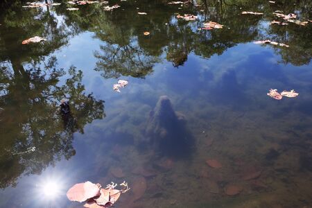 Several dry leaves are floating on the surface of the pond. Reflections of trees in the water.