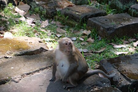 A cute furry monkey sits on a stone block. Pregnant monkey. The nipples of the monkey. Animals of...