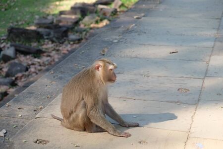 A cute furry monkey sits on the stone slabs of an ancient building.
