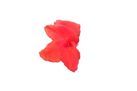 Pink hibiscus flower isolated. Bright pink hibiscus flower isolated on white background.の写真素材