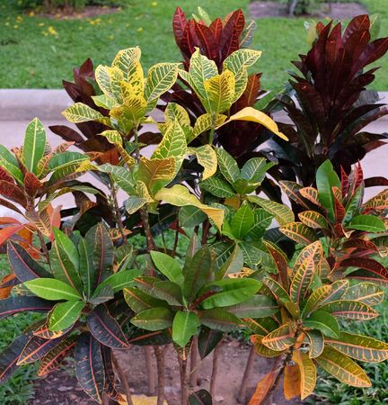 Amazing plant with colorful leaves. Tropical nature.の写真素材