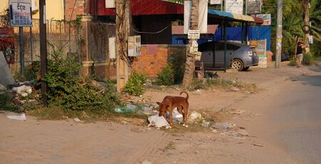 Siem Reap, Cambodia, December 22, 2018 A homeless dog rummages in a heap of garbage on a city street. Garbage-strewn street of an Asian city.のeditorial素材