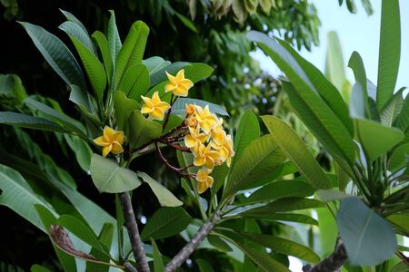 Inflorescence of beautiful yellow flowers on a tropical plant.の写真素材