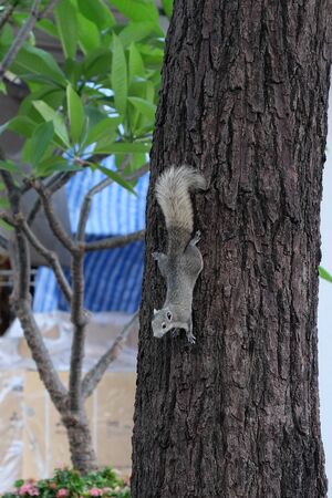A curious gray squirrel climbs a tree trunk.