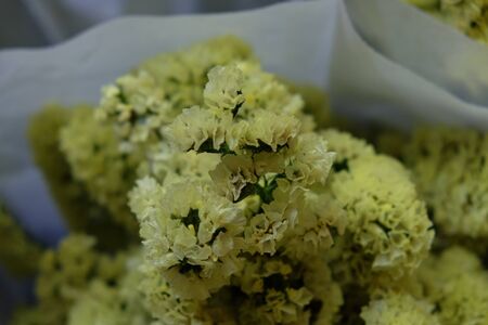 A bouquet composed of inflorescences of small yellow flowers. Soft focus.