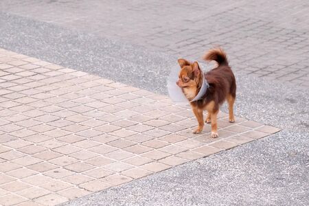 Funny small dog in a collar on the head from scratching.の写真素材