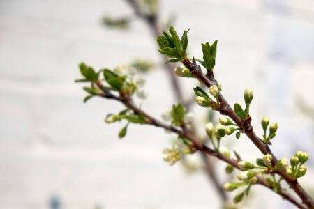 Flower buds on a cherry tree branch in spring.の写真素材