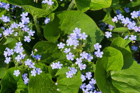 Inflorescence of small purple spring flowers. Brunnera macrophylla. Forget-me-not flowers.の写真素材
