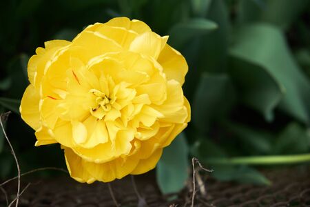 Close-up shot of a tulip flower with yellow petals.の写真素材