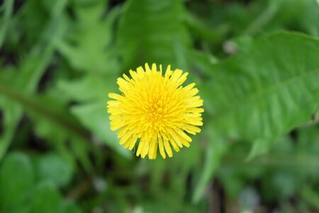 Beautiful dandelion flower shot with blur background. Single flower.の写真素材