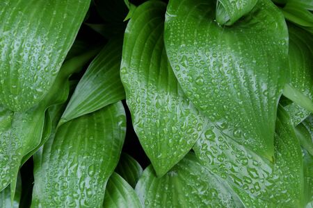 Drops of dew on a green leaf. Wet foliage as a background.の写真素材