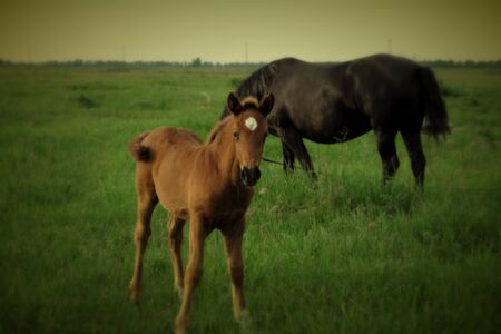 Little foal near his mother in the field.の写真素材