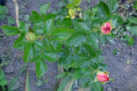 A few unblown rosebuds. Little rose bush.の写真素材