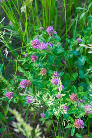 Blooming field clover. Flowers of wild clover. Field plants.の写真素材
