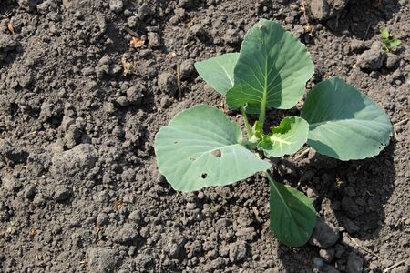Seedlings of cabbage. Homegrown cabbage in the garden.の写真素材
