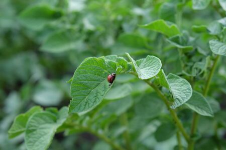 Colorado potato beetle larva on a potato leaf.の写真素材