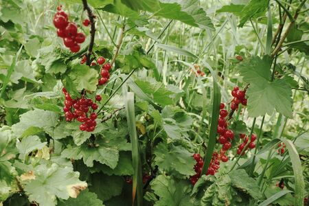 Berries of red currant on a branch. Homegrown berries