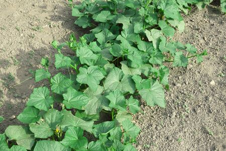 Stalks of a cucumber on a vegetable bed. Homegrown vegetables.の写真素材