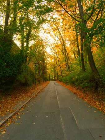 Road in the autumn park. Beautiful autumn landscape.