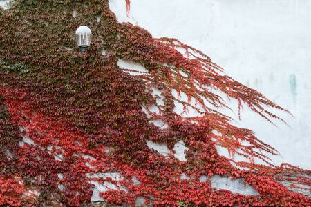 Thickets of multi-colored virgin ivy on the wall of the house.の写真素材