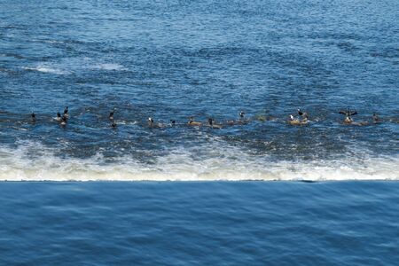 Cormorants stand on stones in the middle of the river.の写真素材