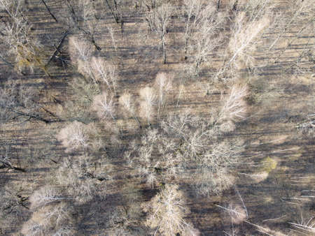 Leafless trees in a spring forest, aerial view.