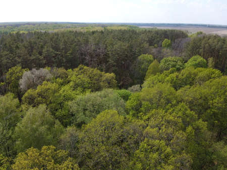 European forest, aerial view. Forest landscape in spring.