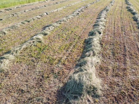 Rows of mowed grass, aerial view. Haymaking. Farmland landscape.