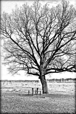 A beautiful branchy tree in the plain. Landscape. Black and white illustration.の写真素材
