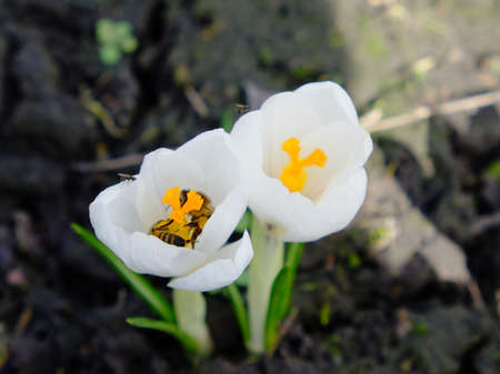Bees collect nectar from small white spring flowers. Nature.