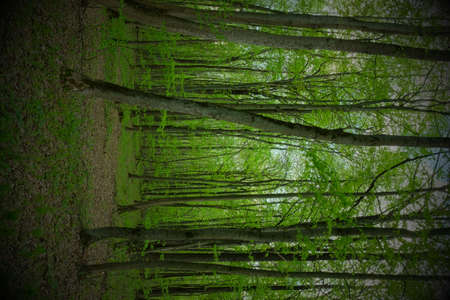 Trees in the spring deciduous forest. Beautiful shady forest.