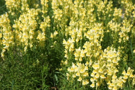 Flaxseed or wild snapdragon (Linaria vulgaris) is a medicinal herb. Wildflowers inflorescence.の写真素材