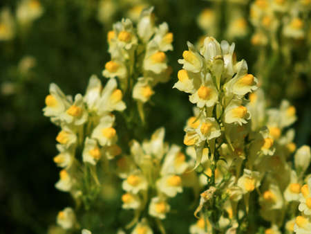 Flaxseed or wild snapdragon (Linaria vulgaris) is a medicinal herb. Wildflowers inflorescence.の写真素材