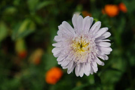 Single flower of a white chrysanthemum on a blurred background, close-up. Dew drops on flower petals.の写真素材