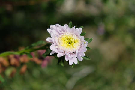 Single flower of a white chrysanthemum on a blurred background, close-up. Dew drops on flower petals.の写真素材